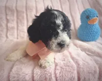 Ribbit, a male Cavapoo for sale in Albion, MI – Photo 4 of 4