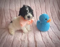 Ribbit, a male Cavapoo for sale in Albion, MI – Photo 3 of 4