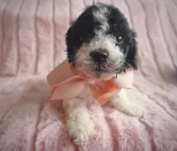 Ribbit, a male Cavapoo for sale in Albion, MI – Photo 1 of 4