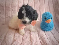 Ribbit, a male Cavapoo for sale in Albion, MI – Photo 2 of 4