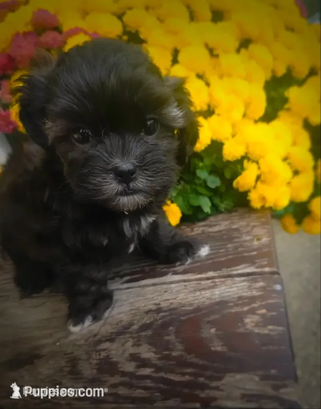 Miney – Shihpoo puppy for sale in Albion, MI