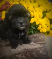 Miney, a female Shihpoo for sale in Albion, MI – 5 of 5