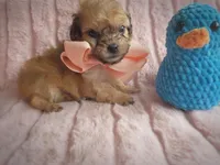 Squeaks, a male Cavapoo for sale in Albion, MI – Photo 4 of 4