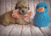 Squeaks, a male Cavapoo for sale in Albion, MI – Photo 1 of 4