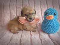 Squeaks, a male Cavapoo for sale in Albion, MI – Photo 2 of 4