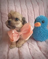 Squeaks, a male Cavapoo for sale in Albion, MI – Photo 3 of 4