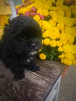 Mo, a male Shihpoo for sale in Albion, MI – 3 of 5