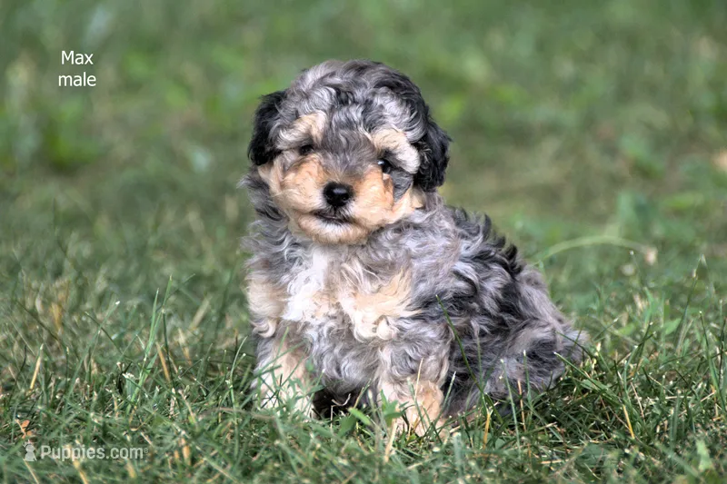 Max – Poodle - Toy  puppy for sale in Farwell, MI