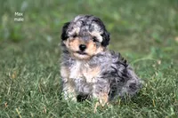 Max, a male Poodle - Toy  for sale in Farwell, MI – 1 of 3