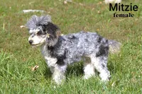 Mitzie, a female Poodle - Toy  for sale in Farwell, MI – 2 of 2