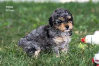 Mitzie, a female Poodle - Toy  for sale in Farwell, MI – 2 of 3