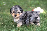 Max, a male Poodle - Toy  for sale in Farwell, MI – 3 of 3