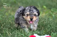 Max, a male Poodle - Toy  for sale in Farwell, MI – 2 of 3