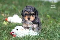 Mitzie, a female Poodle - Toy  for sale in Farwell, MI – 3 of 3