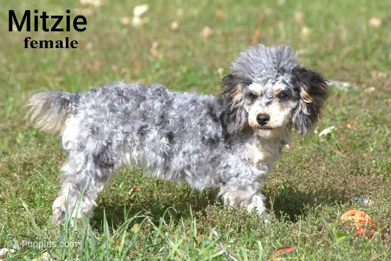 Mitzie – Poodle - Toy  puppy for sale in Farwell, MI