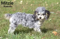 Mitzie, a female Poodle - Toy  for sale in Farwell, MI – 1 of 2