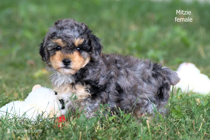 Mitzie – Poodle - Toy  puppy for sale in Farwell, MI