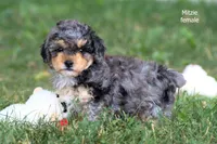 Mitzie, a female Poodle - Toy  for sale in Farwell, MI – 1 of 3