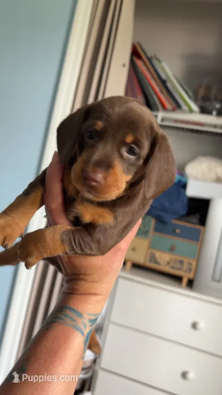 Rolo – Miniature Dachshund puppy for sale in Stuart, FL