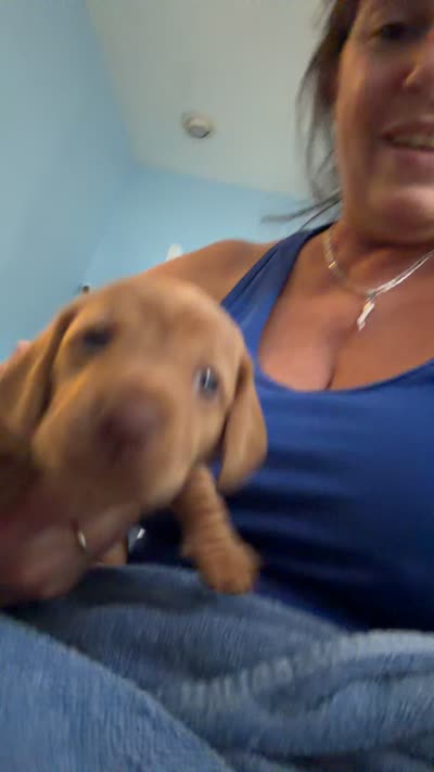 Copper, a male Miniature Dachshund for sale in Stuart, FL – 7 of 7