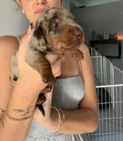 Knox, a male Miniature Dachshund for sale in Stuart, FL – 3 of 10