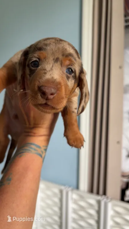 Knox – Miniature Dachshund puppy for sale in Stuart, FL