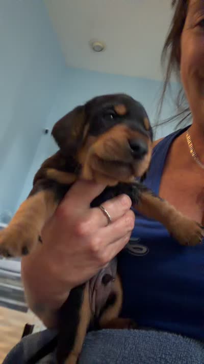 Bear, a male Miniature Dachshund for sale in Stuart, FL – 7 of 8