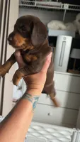 Rolo, a male Miniature Dachshund for sale in Stuart, FL – 4 of 5