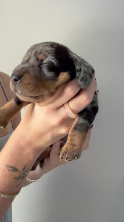 Steel, a male Miniature Dachshund for sale in Stuart, FL – 8 of 9