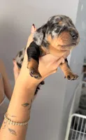 Steel, a male Miniature Dachshund for sale in Stuart, FL – 6 of 9