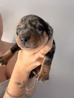 Steel, a male Miniature Dachshund for sale in Stuart, FL – 4 of 9