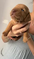 Copper, a male Miniature Dachshund for sale in Stuart, FL – 2 of 7