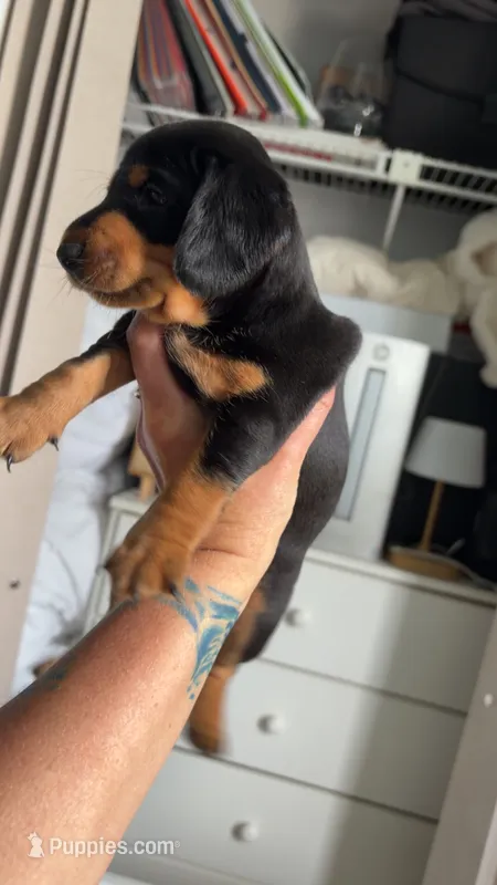 Bear – Miniature Dachshund puppy for sale in Stuart, FL