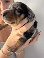 Steel, a male Miniature Dachshund for sale in Stuart, FL – 7 of 9