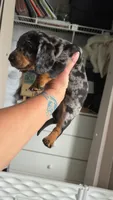 Steel, a male Miniature Dachshund for sale in Stuart, FL – 1 of 9