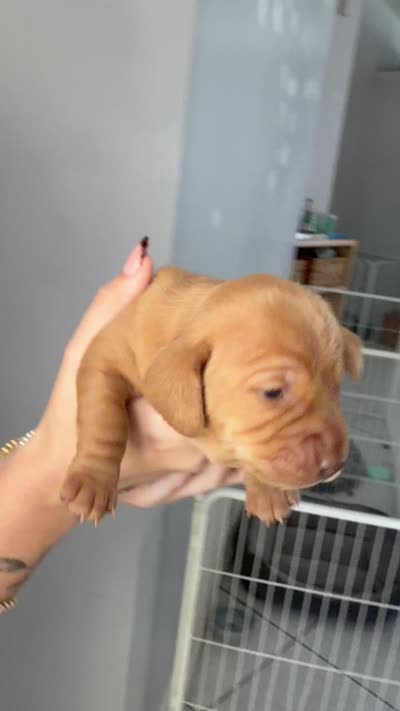 Copper, a male Miniature Dachshund for sale in Stuart, FL – 6 of 7
