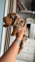 Knox, a male Miniature Dachshund for sale in Stuart, FL – 2 of 10