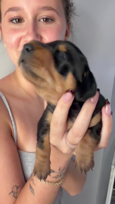 Bear, a male Miniature Dachshund for sale in Stuart, FL – 6 of 8