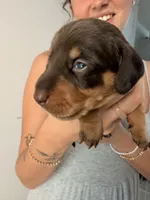 Rolo, a male Miniature Dachshund for sale in Stuart, FL – 2 of 5