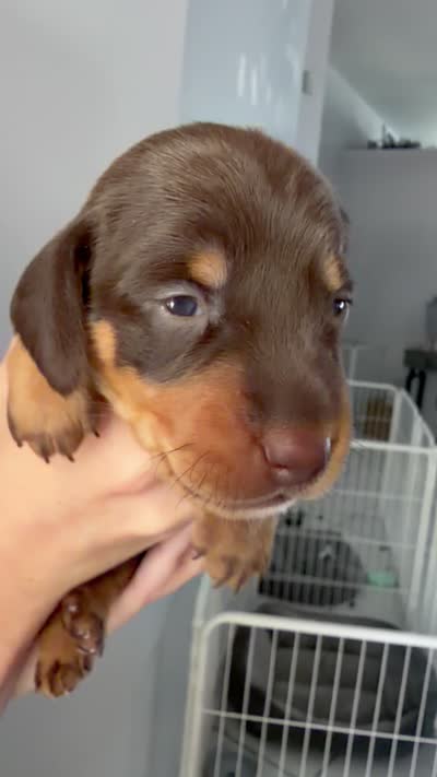 Rolo, a male Miniature Dachshund for sale in Stuart, FL – 5 of 5