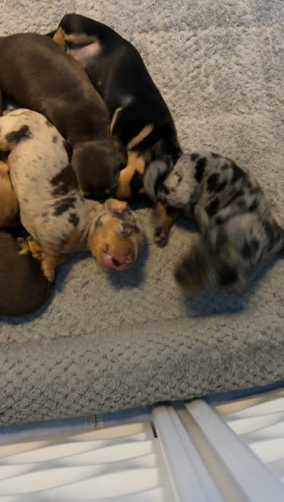 Knox, a male Miniature Dachshund for sale in Stuart, FL – 10 of 10
