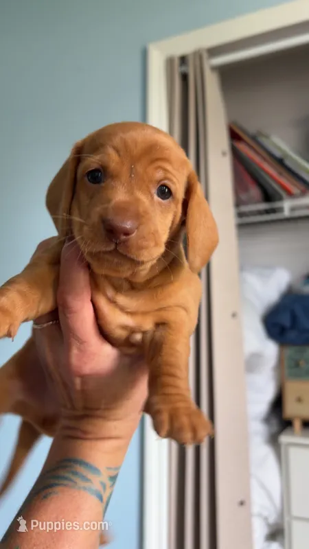 Copper – Miniature Dachshund puppy for sale in Stuart, FL