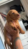 Copper, a male Miniature Dachshund for sale in Stuart, FL – 4 of 7