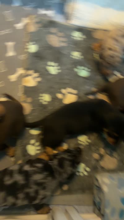 Bear, a male Miniature Dachshund for sale in Stuart, FL – 8 of 8
