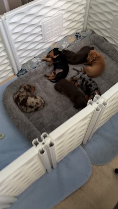 Steel, a male Miniature Dachshund for sale in Stuart, FL – 9 of 9