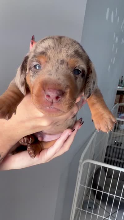Knox, a male Miniature Dachshund for sale in Stuart, FL – 7 of 10