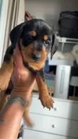 Bear, a male Miniature Dachshund for sale in Stuart, FL – 2 of 8