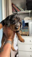 Steel, a male Miniature Dachshund for sale in Stuart, FL – 2 of 9