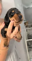 Bear, a male Miniature Dachshund for sale in Stuart, FL – 3 of 8