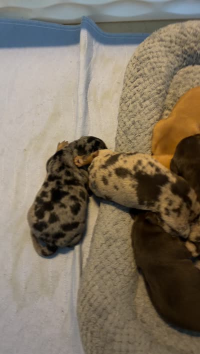 Knox, a male Miniature Dachshund for sale in Stuart, FL – 9 of 10